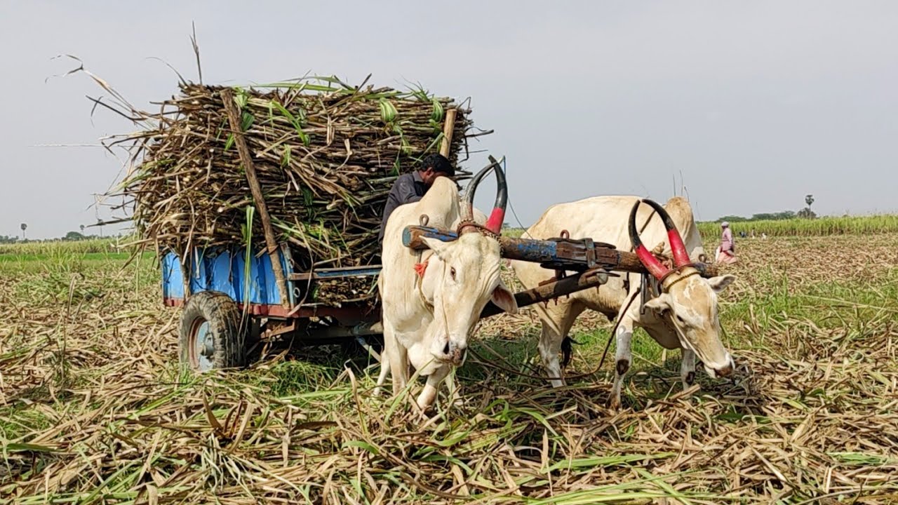 New Young Bullock Cart Heavy Loaded Pulling | Indian Young Cow