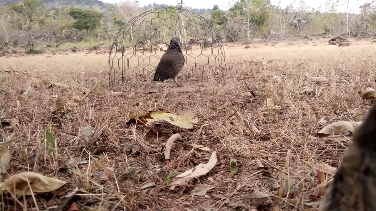 gak nyangka ternyata beginilah cara menjebak burung