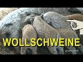 WOLLSCHWEINE ❤ Mangalitza am Bio Hof Mitterfellner