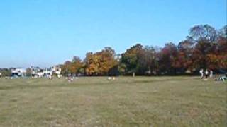 wimbledon common