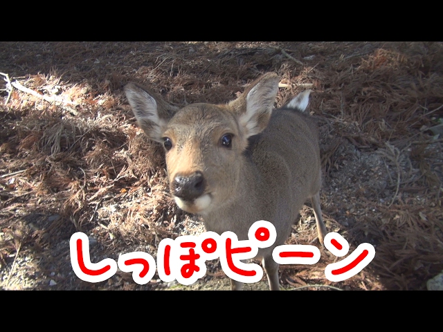 鹿　可愛いさん用 cu-n0127_4.jpg