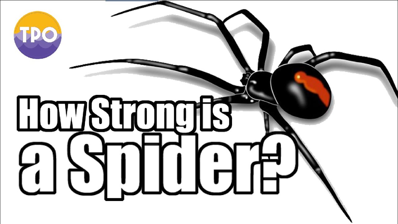 How Strong is a Spider? YouTube