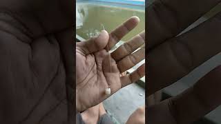 coconut pomfret bait