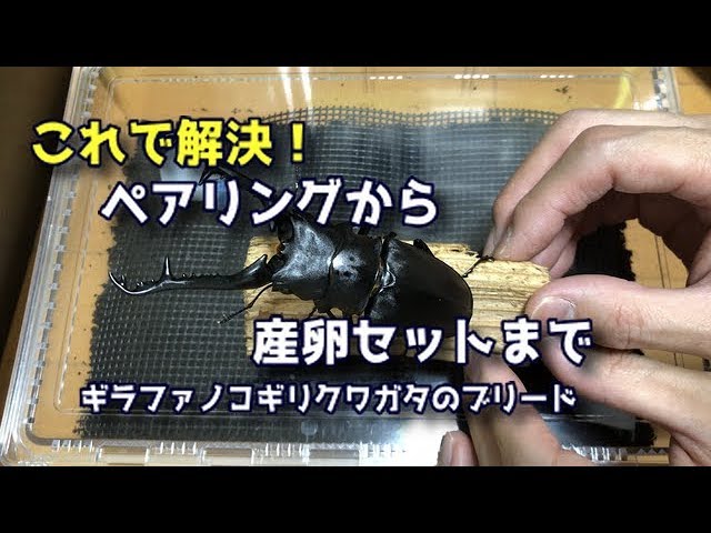 ギラファノコギリクワガタ】ペアリングをしていく Create an environment for laying stag beetle eggs 