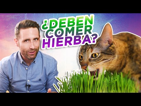 Video: Mesa apta para gatos con maceta de hierba incorporada