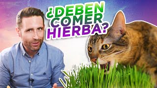 ¿Es bueno que los GATOS COMAN HIERBA/PASTO?  | ¿Por qué los gatos comen plantas?