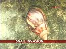 Giant African snails invade Kochi - DayDayNews