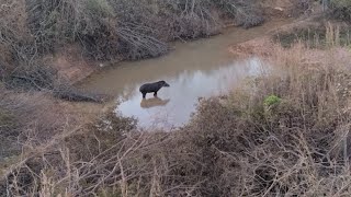 que animal bonito 😍😍