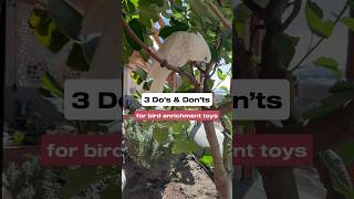The do’s and don’ts of bird enrichment toys #bird #birdlovers #parrots #pets #petsvlog #diycrafts
