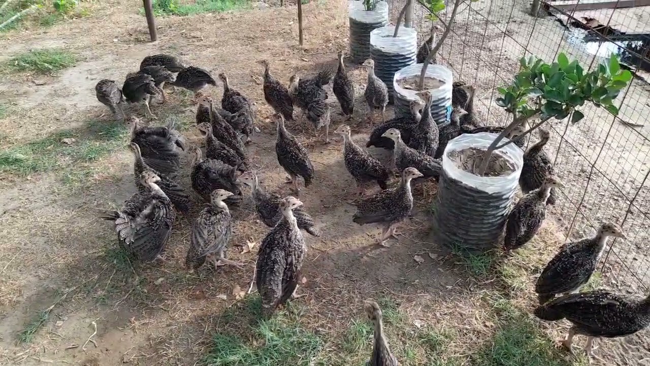 Hinduşkalarda Bağırsaq Pozğunluğu./Suallara Cavab/