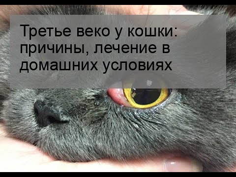 Третье веко у кошки: причины, лечение в домашних условиях