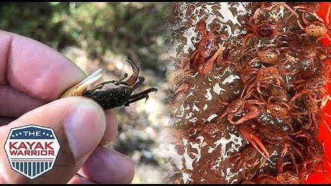 How To Catch Fiddler Crabs - Fiddlers FREE-Style
