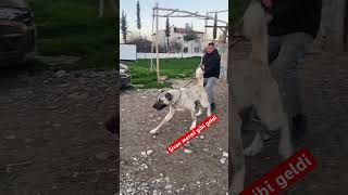 Şivan Mermi Gibi Geldi Resimi