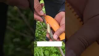 Perfect Grafting Cut | Smart Farming Technique for Beginners #Shorts #orangepeeling #fruittree