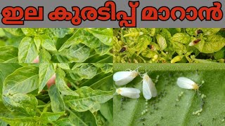 5 Home Garden Remedies for chilli plant leaf curl l വെള്ളീച്ച l ഇല ചുരുള് മാറാൻ spray ചെയ്ത് നോക്കൂ