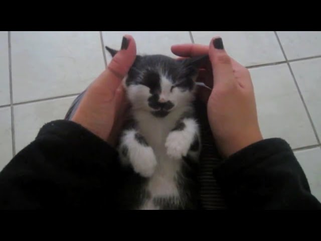 Asmr Kitten