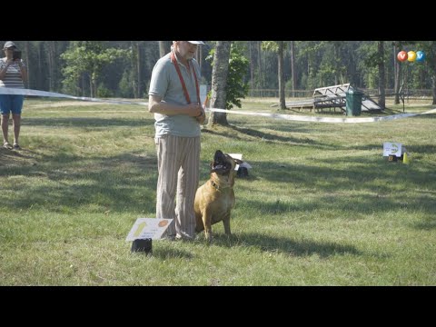 Video: Suņu Paklausība