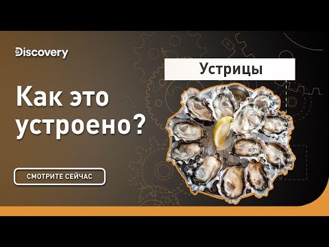 Устрицы | Как это устроено? | Discovery