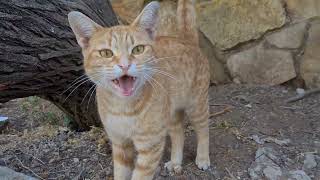 חתול ג'ינג'י מיילל Un chat roux hurle