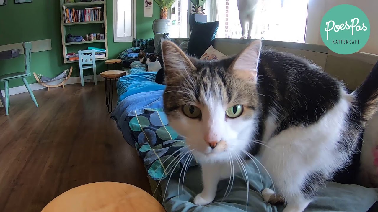 Crowdfunding Knuffelsessie Poespas