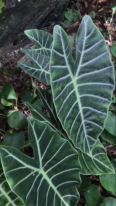 Keladi Cantik - Alocasia lowii #shorts