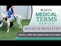 Why Can’t My Dog Walk Normally? Understanding Spinal Cord Inflammation (Myelitis)