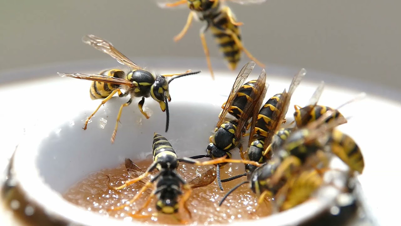 Deutsche Wespe VS Feldwespe: Kampf um den Zuckertopf auf dem Balkon!