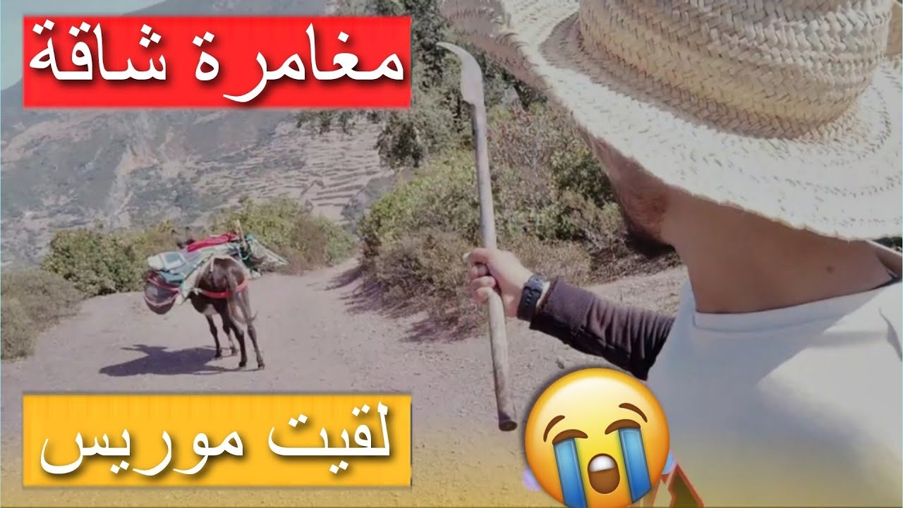 رحلة بحث عن الكلب الضائع في الغابة 🐕⛰️ العيش الحر