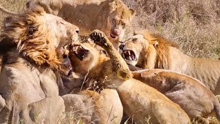 LIONS Devour BUFFALO in FEEDING FRENZY screenshot 3