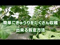 きゅうりのたくさん収穫できる中期剪定方法20/6/21#1004