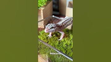 It all starts from one gecko...