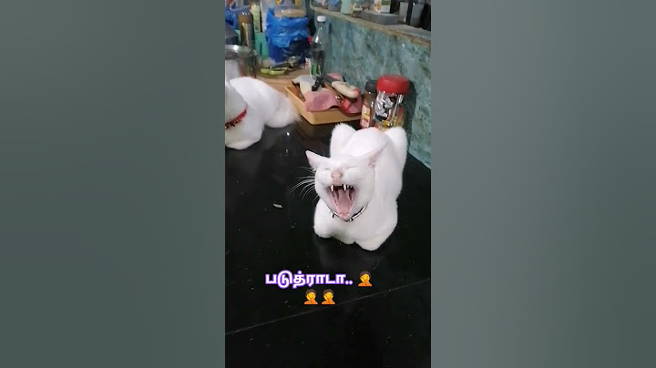 என்னல்லாம் சொல்கிற 😬😬😬😬🤐🤐🤐🤭🤭🤭#catlovers #petlovers#viralvideo