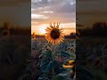 Golden Sunset Over Sunflowers 🌻 | Peaceful Nature #shorts