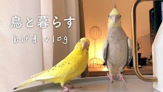 2羽の謎の動き 編集中の遊び おしゃべり2種 オカメとセキセイの日常 Cockatiel Budgie vlog