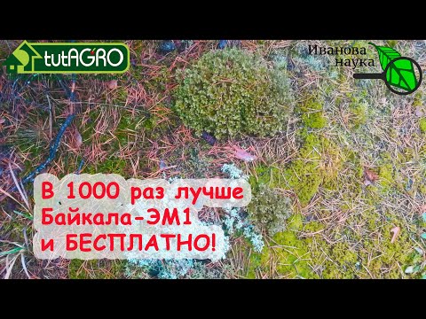 ВМЕСТО ДОРОГИХ ПРЕПАРАТОВ - ПОДКОРМКА МХОМ! Заготовка мха зимой и летом! Какой мох лучше и для чего.