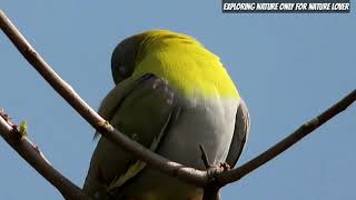 Green pigeon | Yellow-footed green pigeon | Himachal birds | birds lovers | hariyal