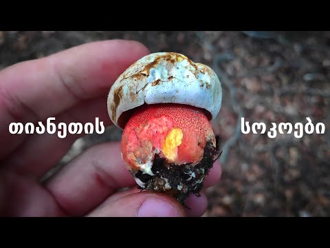 თიანეთის სოკოები.