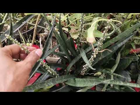 Snake Plant Flowering Over बीज बनाने लगा Snake 🐍 Plant