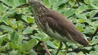 1051120台北植物園池鷺1
