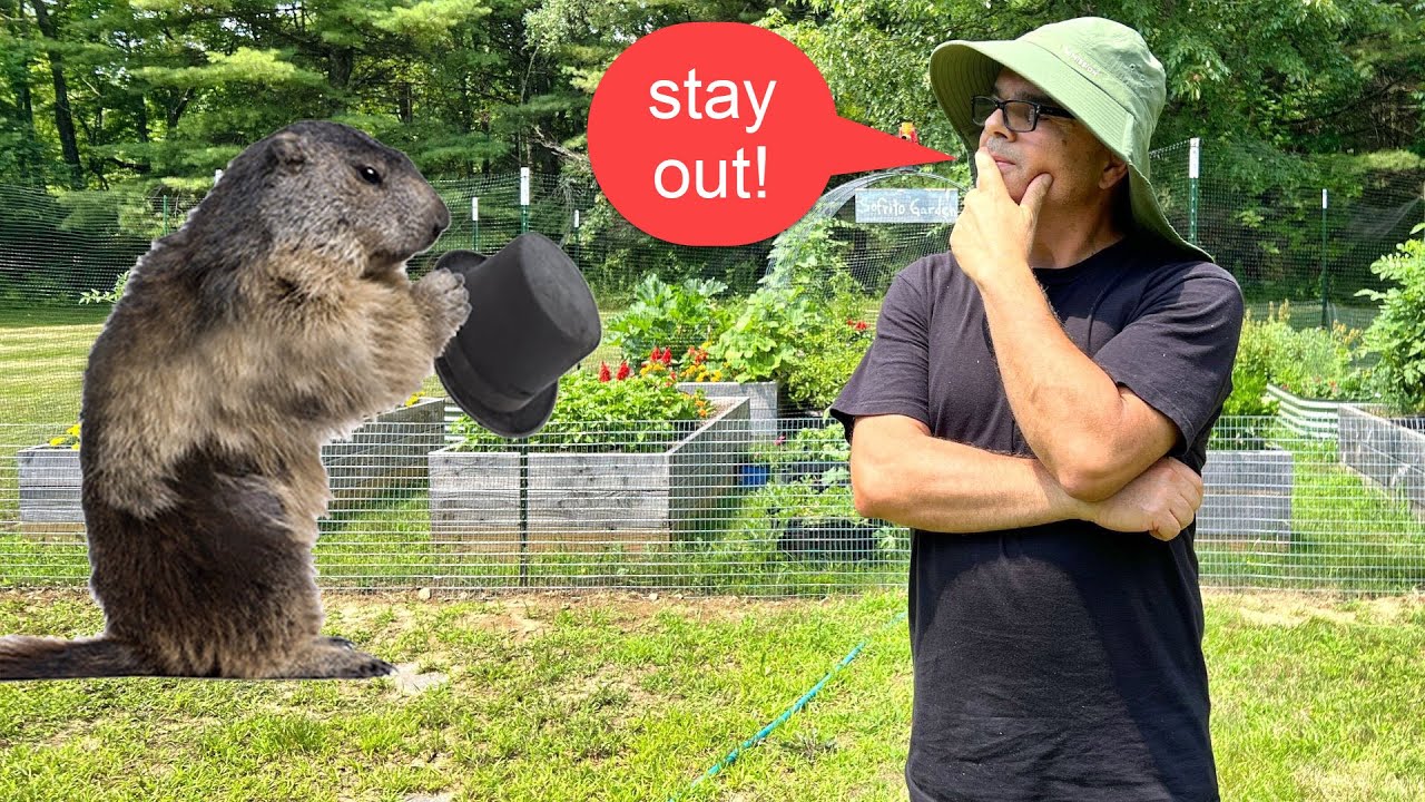 How to save your garden from groundhogs