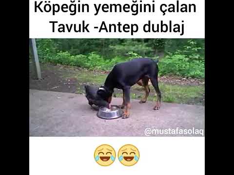 Köpeğin yemeğini çalan tavuk