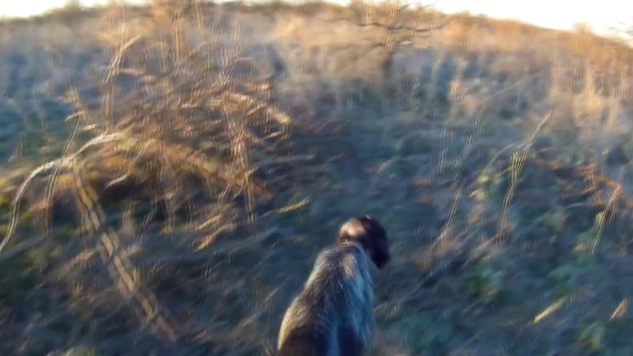 Охота с легавыми на куропатку и фазана.  28 11 2016