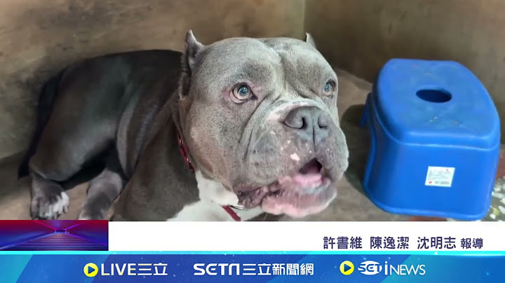鸚鵡遭惡霸犬咬死飼主求償 狗主人：貸款賠錢｜94要賺錢