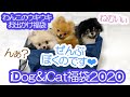 【2020福袋】IDOG&ICATわんこのウキウキお出かけ福袋のバッグに3匹入ってみました！≪ポメラニアン#78≫