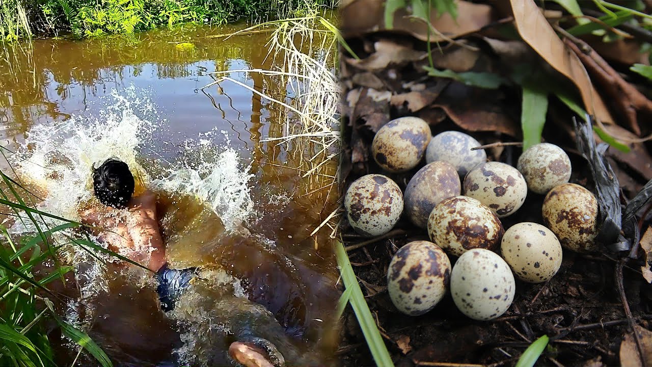 Bushcraft Hunting for Quail Eggs in the Forest and Eaten Using Spicy Chili Sauce