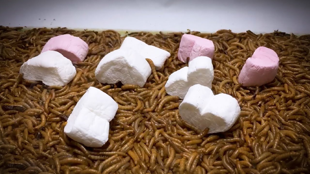 Can Mealworms Eat These Mealworm VS Food Compilation Part3 YouTube can-mealworms-eat-these-mealworm-vs-food-compilation-part3-youtube