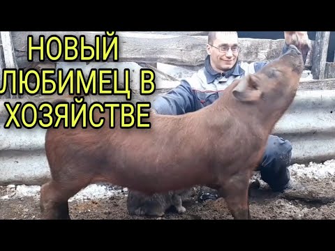 Хряк ФУНТИК и