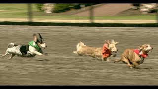 2018 Wiener Dog Races at Emerald Races