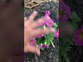 Petunia Growing Tips рџ ќ Gardening Organic Tutorial Flowers Blooms Petunia Growingguide Plant Petunia Growing Tips рџ ќ Gardening Organic Tutorial Flowers Blooms Petunia Growingguide Plant