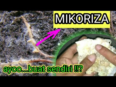 Video: Bagaimana cara membuat kulat mikoriza?